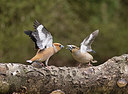 BUITEN BEELD Foto: 285567