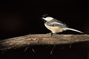 BUITEN BEELD Foto: 285579
