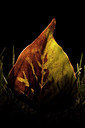 BUITEN BEELD Foto: 285580