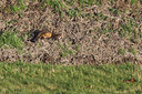 BUITEN BEELD Foto: 285591
