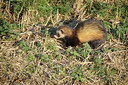 BUITEN BEELD Foto: 285592
