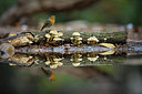 BUITEN BEELD Foto: 285607