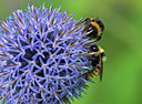 BUITEN BEELD Foto: 285634