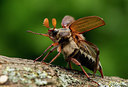 BUITEN BEELD Foto: 285640
