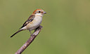 BUITEN BEELD Foto: 285642