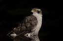 BUITEN BEELD Foto: 285719