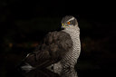 BUITEN BEELD Foto: 285720
