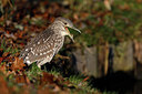 BUITEN BEELD Foto: 285748