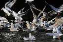 BUITEN BEELD Foto: 285757