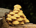 BUITEN BEELD Foto: 285767
