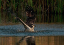 BUITEN BEELD Foto: 285810