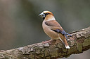 BUITEN BEELD Foto: 285817