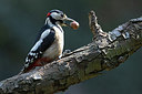 BUITEN BEELD Foto: 285829