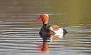 BUITEN BEELD Foto: 285861