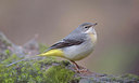 BUITEN BEELD Foto: 285865