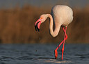 BUITEN BEELD Foto: 285874