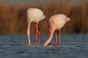 BUITEN BEELD Foto: 285876