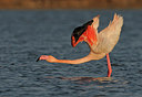 BUITEN BEELD Foto: 285881