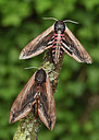 BUITEN BEELD Foto: 285886
