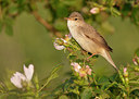 BUITEN BEELD Foto: 285937