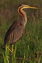 BUITEN BEELD Foto: 285942
