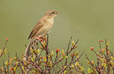 BUITEN BEELD Foto: 285962