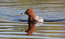BUITEN BEELD Foto: 285969