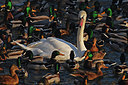 BUITEN BEELD Foto: 285975