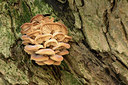 BUITEN BEELD Foto: 285986