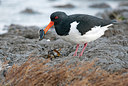 BUITEN BEELD Foto: 286009