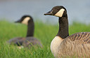 BUITEN BEELD Foto: 286064