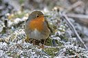 BUITEN BEELD Foto: 286143