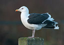 BUITEN BEELD Foto: 286145