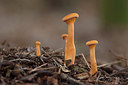 BUITEN BEELD Foto: 286193