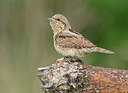 BUITEN BEELD Foto: 286200