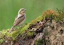 BUITEN BEELD Foto: 286205