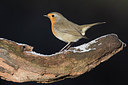 BUITEN BEELD Foto: 286242