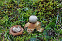 BUITEN BEELD Foto: 286275