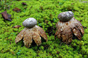 BUITEN BEELD Foto: 286283