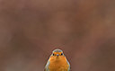 BUITEN BEELD Foto: 286303
