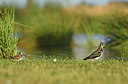 BUITEN BEELD Foto: 286312
