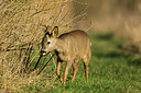 BUITEN BEELD Foto: 286353