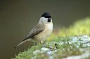 BUITEN BEELD Foto: 286370