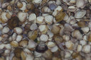 BUITEN BEELD Foto: 286377