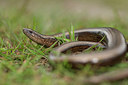 BUITEN BEELD Foto: 286394