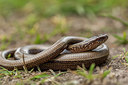 BUITEN BEELD Foto: 286431
