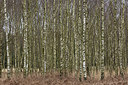 BUITEN BEELD Foto: 286473