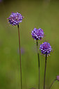 BUITEN BEELD Foto: 286521