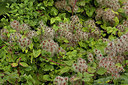BUITEN BEELD Foto: 286529