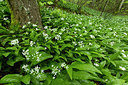 BUITEN BEELD Foto: 286542